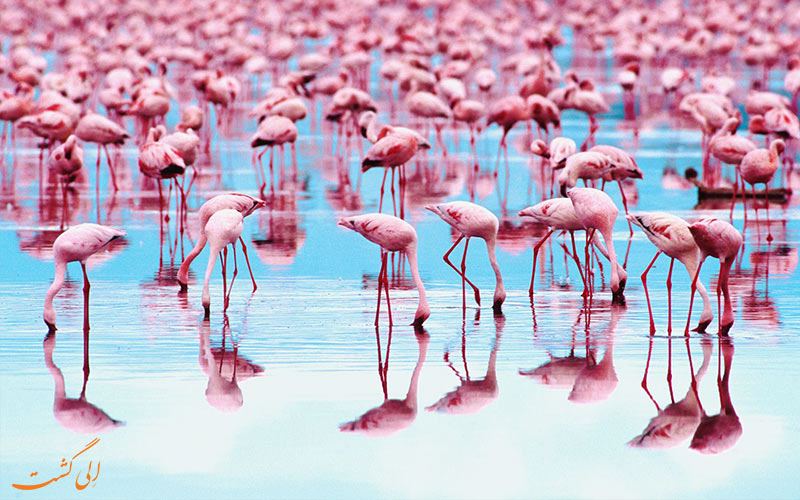 شیر فلامینگو ها چه رنگی است ؟