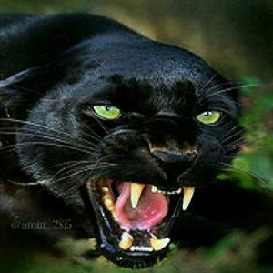 صحنه جنگ بین حیوانات وحشی.