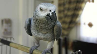 طوطی ناز و سخن گو