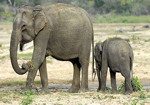 فیل قدرتمند مادر بین حیوانات - جنگ و نبرد خونین حیوانات