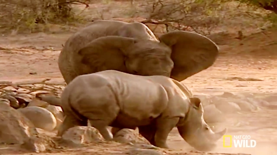 فیل مقابل کرگدن نبرد حیوانات