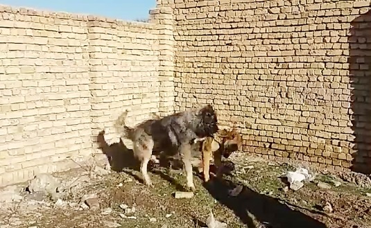 فیلم جنگ خفن خونین سگ سرابی با سگ خرسی