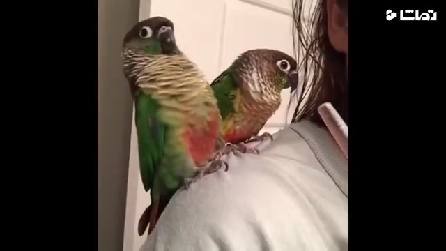 فیلم جنگ دو قلو ها طوطی ها