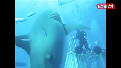 فیلمی دلهره آور از عاقبت نزدیک شدن انسان به حیوانات وحشی