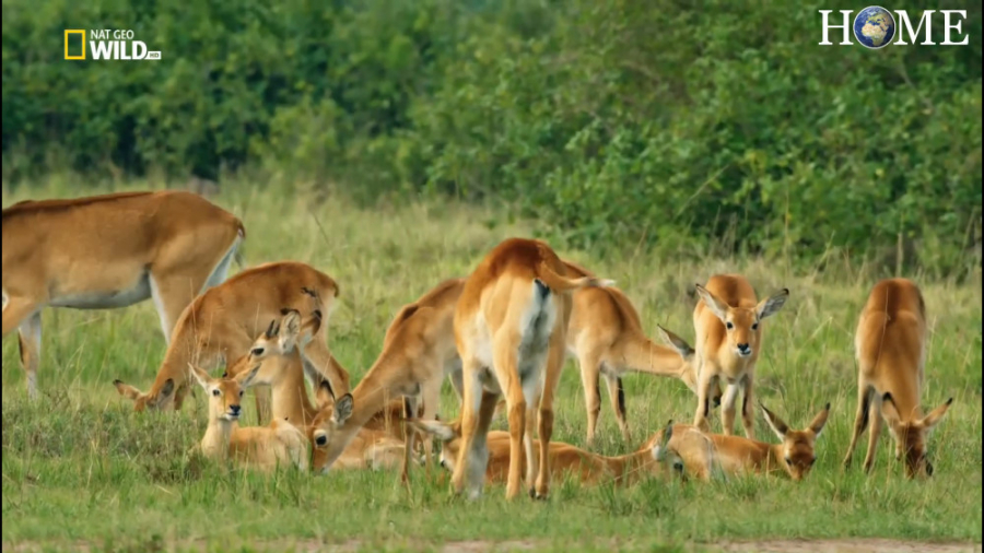 مستند حیوانات / حیات وحش اوگاندا