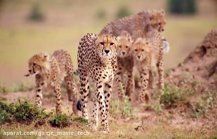 مستند حیوانات حیات وحش یوزپلنگ ها