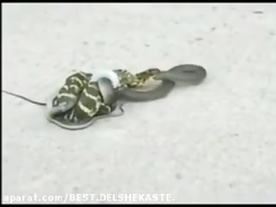 مستند مارهای گرسنه