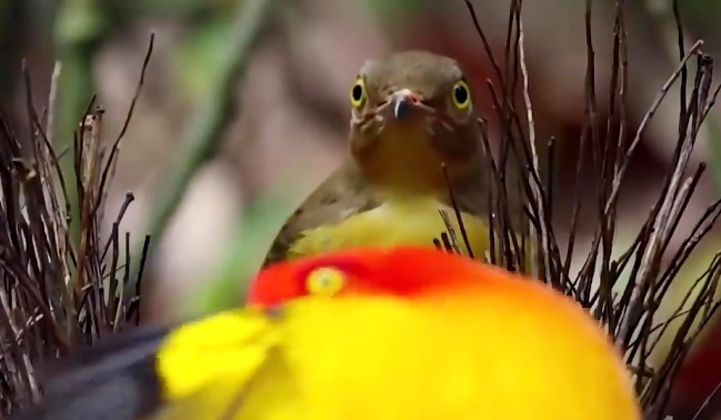 مستندی از جفت گیری غیر معمول حیوانات در طبیعت