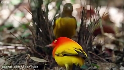 مستندی از جفت گیری غیر معمول حیوانات