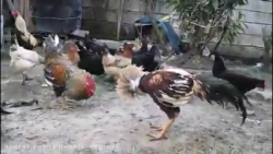 نبرد خروس های لاری | نبرد حیوانات