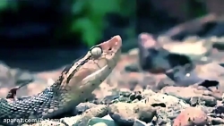 نبرد خونین مار کبرا | حیوانات خطرناک | کلیپ حیوانات