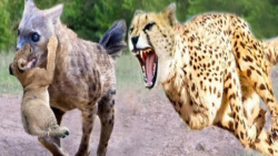 نبرد سهمگین پلنگ و کفتار جنگ پلنگ با کفتار نبرد خونین حیوانات