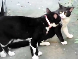 نبرد گربه ها گربه های خشمگین حیوانات