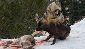 نبرد گرگ ها با خرس بر سر غذا