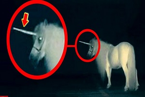 کشف پنج تا موجود تک شاخ در واقعیت +اسب تک شاخ واقعی !!!؟