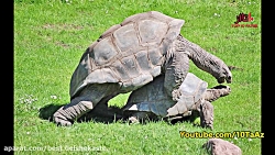 ۱۰ عادت عجیب و غریب جفت گیری در حیوانات