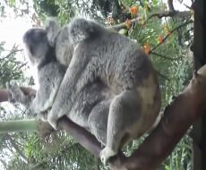 ۱۰ عادت عجیب و غریب جفت گیری در حیوانات