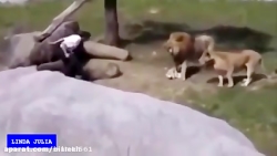 100تا از بهترین حمله های حیوانات به انسان