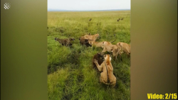 باورنکردنی ترین جنگ های حیوانات وحشی که اتفاقی توسط دوربین ثبت شده است