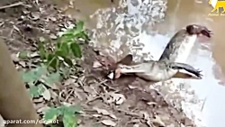 برق گرفتگی تمساح حین شکار مارماهی الکتریکی