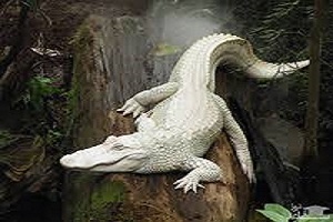 جدال دیدنی دو تمساح با همدیگر