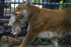 جنگ ببر و شیر در قفس