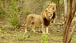 جنگ تمساح افریقایی با شیر و کرگدن و حیوانات حیات وحش افریقا