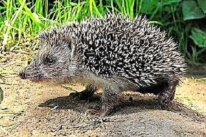 جنگ جوجه تیقی با فیل وحشی