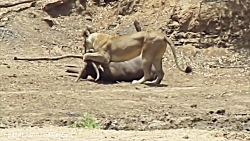 جنگ حیوانات - شکار بی نظیر گوزن یالدار توسط ماده شیر