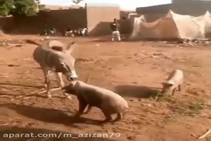 جنگ حیوانات کتک خوردن خوک از الاغ