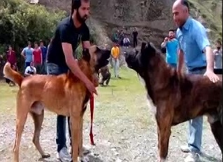 جنگ خرسی با سناتور