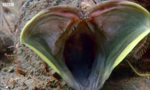 جنگ ماهی‌ها بر سر قلمرو