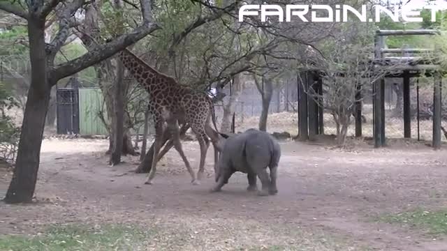 حمله ترسناک و مرگبار فیل ها به زرافه ها