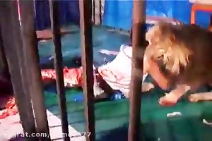 حمله شیربه انسان درقفس