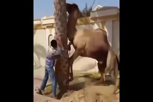 حمله مرگبار شتر به انسان ( حتما ببینید) خیلی خفن