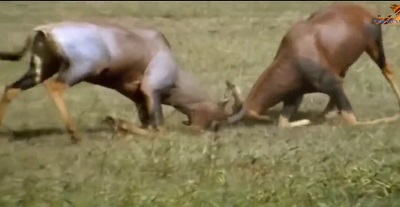 حیات وحش نبرد نفس گیرانه حیوانات وحشی