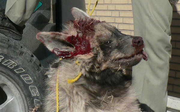 خوردن بچه گراز توسط کفتار