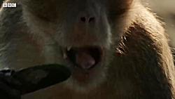 دنیای حیوانات – جفت گیری عجیب مانگوها – Mating habits of the Mongoose