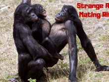 رفتار عجیب غریب زیاد حیوانات در فصل جفت گیری