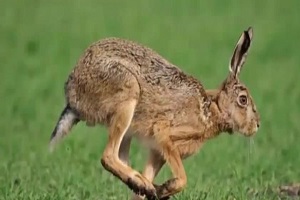 سریع ترین حیوانات روی کره زمین مستند حیوانات,شکار,حیات وحش,راز بقا