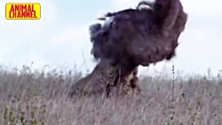 شکار حیوانات توسط یوزپلنگ - قدرت نمایی سریعترین شکارچی حیات وحش