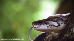 شکار شدن حیوانات مختلف توسط مار آناکوندا.