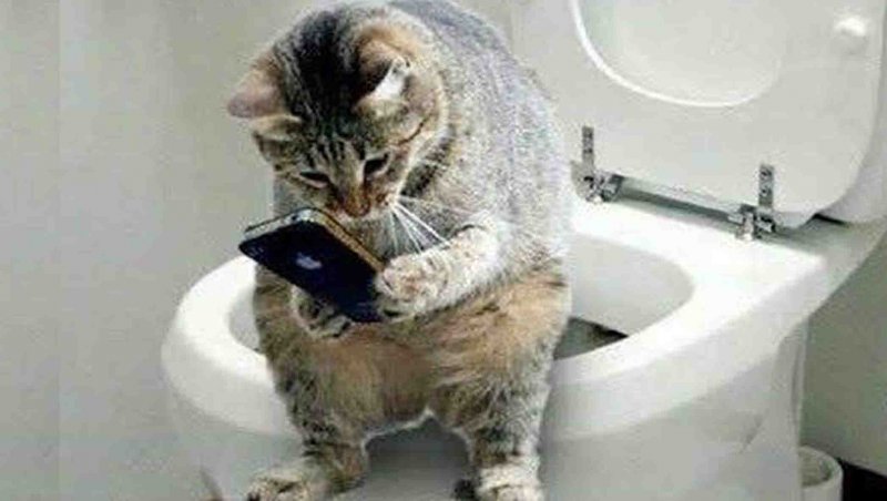 فیلم هایی خنده دار حیوانات گوگولی و بامزه