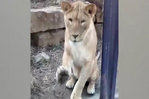 لحظات غافلگیرانه حمله وحشی ترین حیوانات به انسان