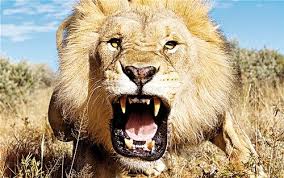 نبرد تا سر حد مرگ شیر با تمساح