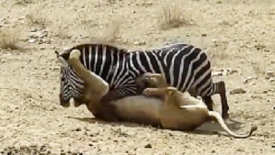 نبرد گاو وحشی و اسب | حیوانات وحشی | نبرد های سهمگین جدید نبینی ضرر کردی