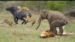 نبردهای حیوانات وحشی_ حمله سگهای وحشی به گوزن