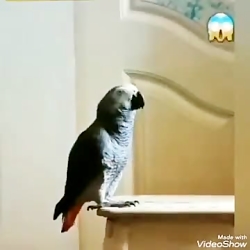 ببینین طوطی چطور مسیر اتاقش رو بلده دیدنی و جالب