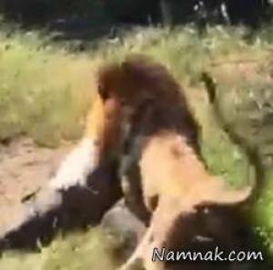 بهترین شکار ها از حملات حیوانات به انسان ها !!!