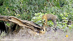 بهترین شکار ولی ناموفق پلنگ (شکار حیوانات) نبینی ضرر کردی